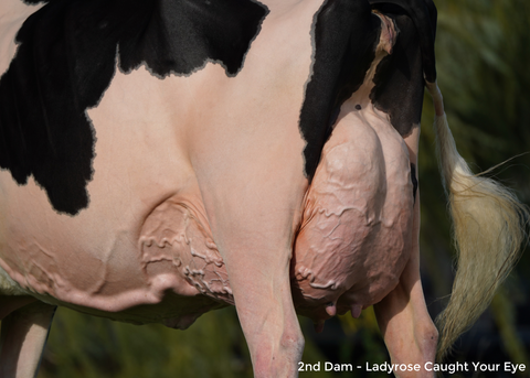 Miss GS Caught A Vibe-ET VG-88 2 YR