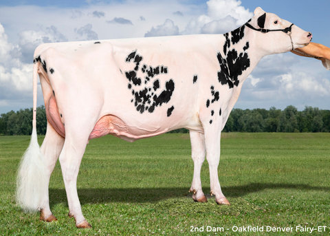 Royal-Vista Lambda Faith-ET VG-86