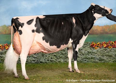 Royal-Vista Lambda Faith-ET VG-86
