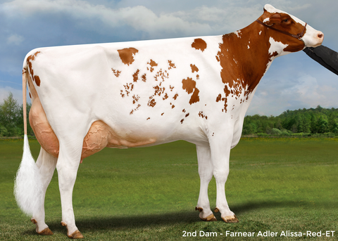 Farnear Adler Alissa-Red-ET EX-92