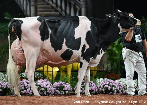 Genosource Livewire-ET VG-87-2YR