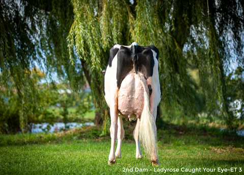 Genosource Have At It-ET VG-87-2YR 89-MS