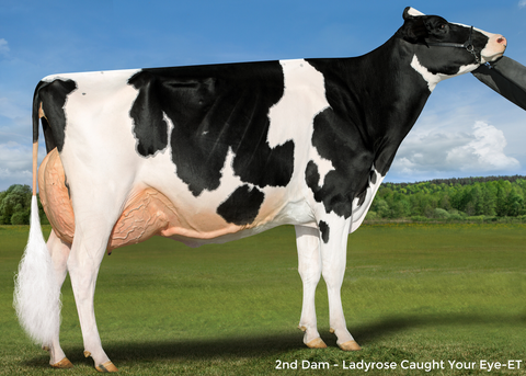 Ms GS Caught By Surprise-ET VG-88 2 YR