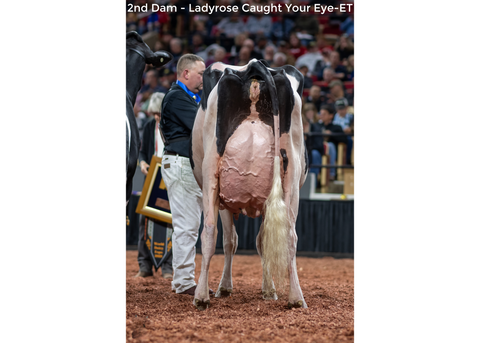 Genosource Livewire-ET VG-87-2YR