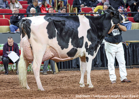 Ms GS Caught Your Heart-ET EX-91-3YR