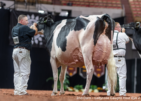 Genosource Cheap Thrill-ET VG-88 2 YR