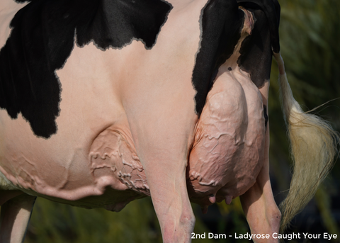 Ms GS Caught By Surprise-ET VG-88 2 YR