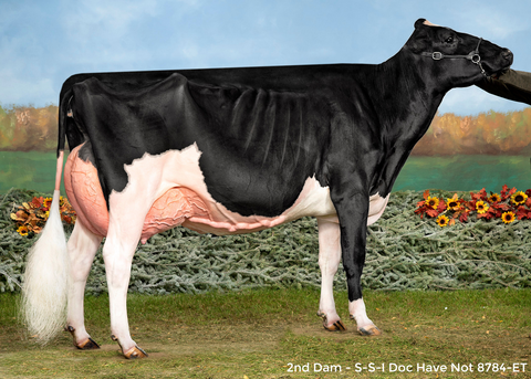 Duckett Parfect Heidi-ET VG-85