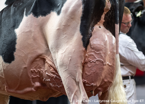 Genosource Laid Back-ET VG-86