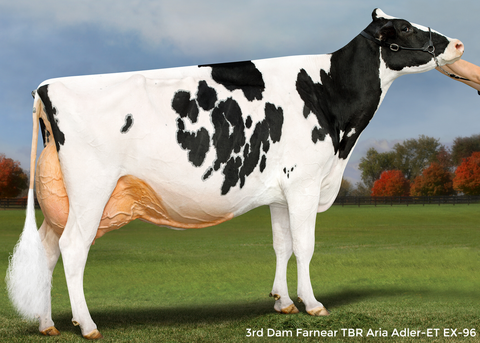 Farnear Adele 3124-ET *RC VG-85-2YR