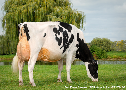 Farnear Adele 3124-ET *RC VG-85-2YR