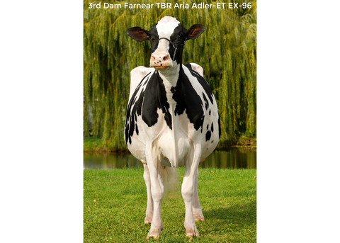 Farnear Adele 3124-ET *RC VG-85-2YR