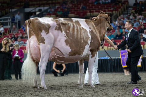 Ms Synergy Sugarplum-Red-ET VG-88