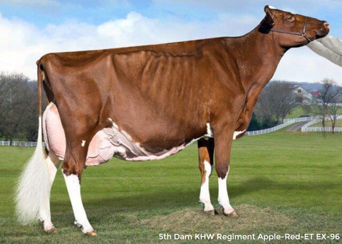 Farnear Adele 3124-ET *RC VG-85-2YR