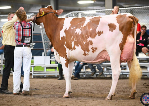 Ms Synergy Sugarplum-Red-ET VG-88