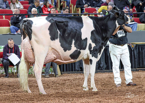 Genosource Cheap Thrill-ET VG-88 2 YR