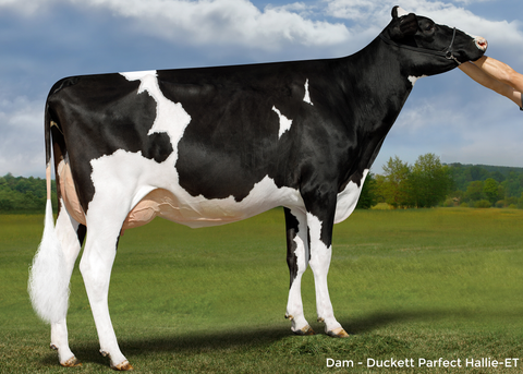 Duckett Parfect Hallie-ET VG-87