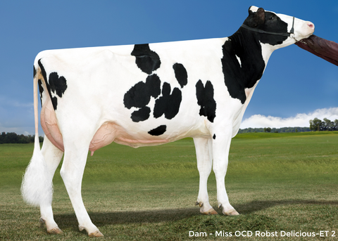 Miss OCD Robst Delicious-ET VG-87