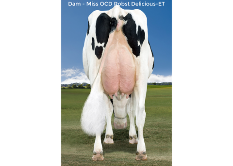 Miss OCD Robst Delicious-ET VG-87
