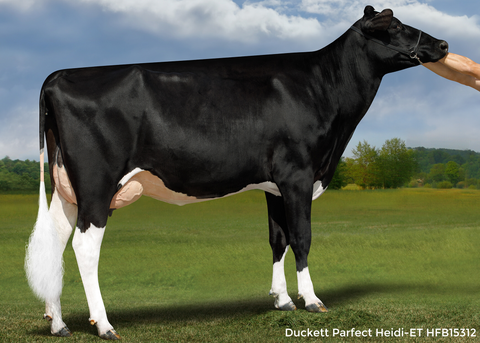 Duckett Parfect Heidi-ET VG-85