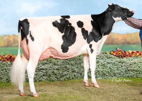 Ms GS Caught By Surprise-ET VG-88 2 YR