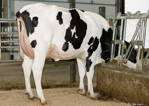 AOT Doc Hooligan-ET VG-87