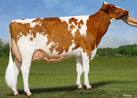 Blondin Jordy Dakota-Red-ET EX-94