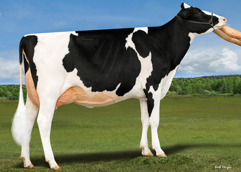 Genosource Cheap Thrill-ET VG-88 2 YR