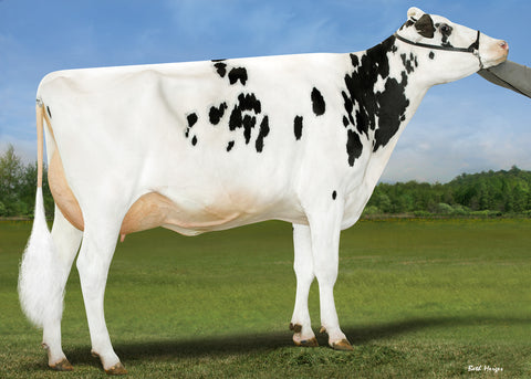 Royal-Vista Lambda Faith-ET VG-86