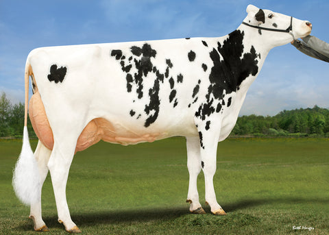 Kings-Ransom Hpn Drapper-ET EX-91