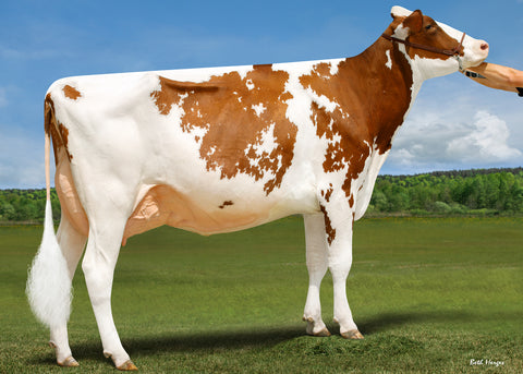 Knonaudale Jorja-Red EX-91 EX-MS