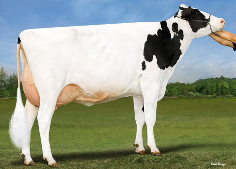 Ms GS Caught Some Heat-ET EX-92-3YR 92-MS