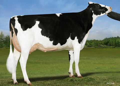 Genosource Laid Back-ET VG-86