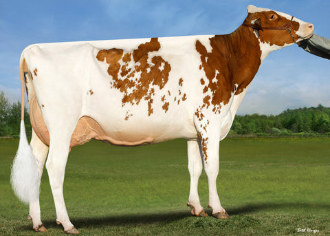 Ms Synergy Sugarplum-Red-ET VG-88