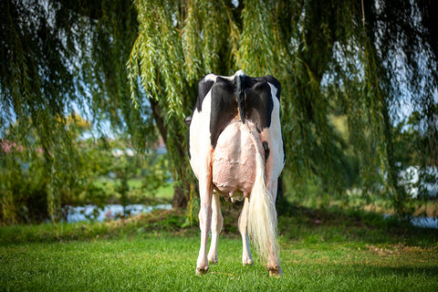 Ms GS Caught Some Heat-ET VG-88 2YR