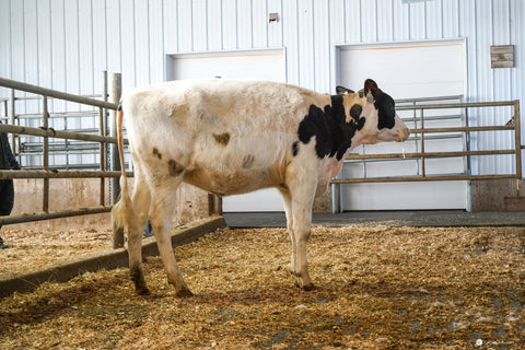 Ms GS Caught Some Heat-ET VG-88 2YR