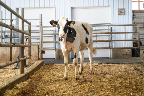 Ms GS Caught Some Heat-ET VG-88 2YR